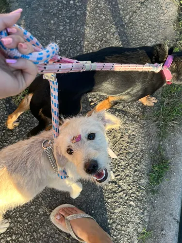 Doa-se cachorrinha carinhosa e amável,castração inclusa