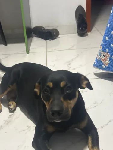 Vira lata doação