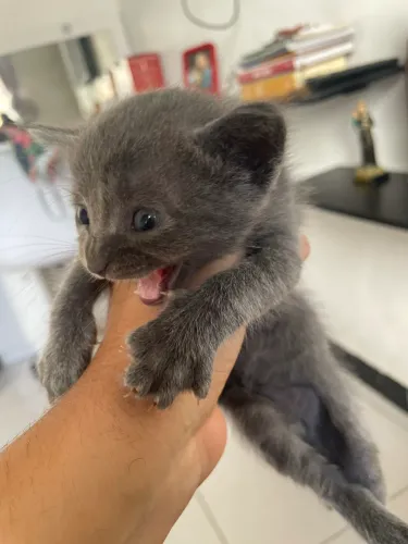 Gatinhos para adoção 
