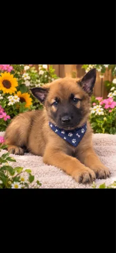 Pastor Belga Malinois Disponível / pastor alemão