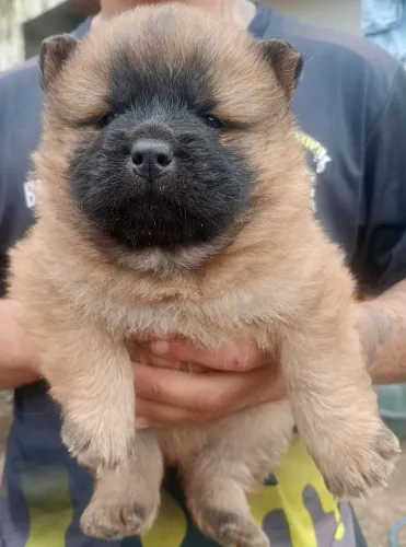 Chow Chow machos 