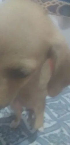 Tô vendendo r$ 50 filhote de pinscher misturado Cofap já tomou o remédio de verme a vacina