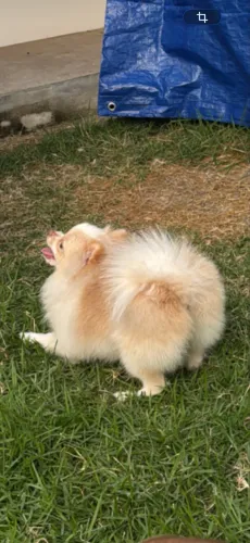 Vendo Lulu da pomerania macho anão pesa 1.8kg muito pequeno 2 anos