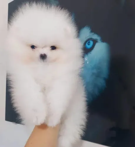 Filhotes de Spitz Alemão | Proteção em forma de carinho.