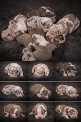 Filhotes de American Bully 