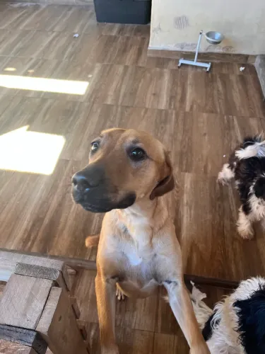 Animais de estimação 