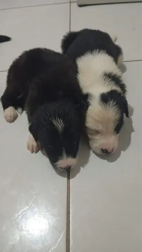 Filhote de Border Collie