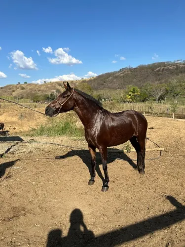 Égua Mangalarga Marchador