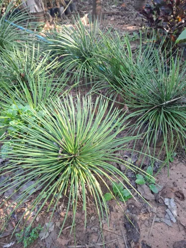 Agave palito