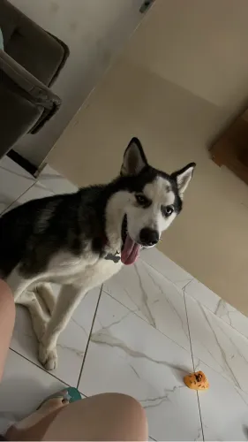 Husky siberiano 