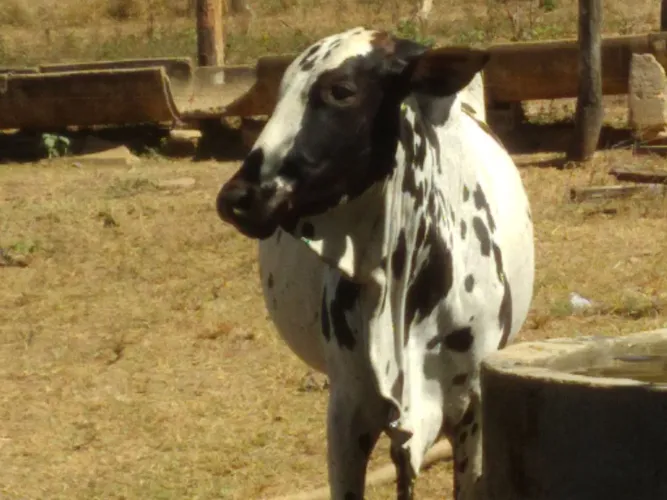 Vendo vacas Nelore Pintado,tenho 7 pra venda, prenhas de segunda cria. Excelente genética