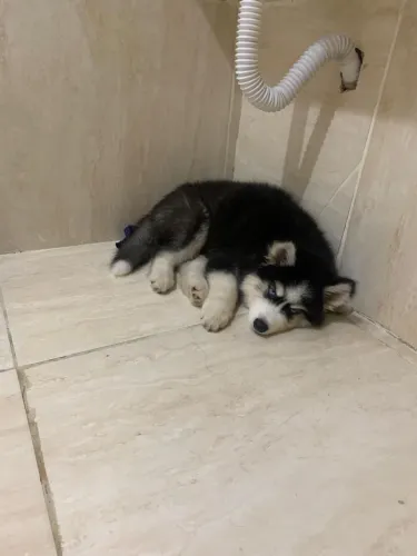 Husky siberiano
