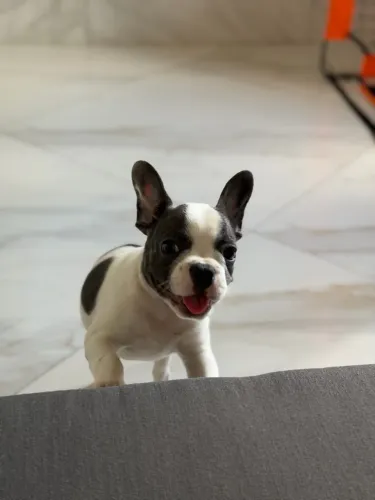 Buldogue