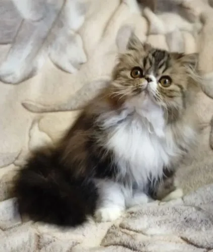 Persa lindíssimo gato persa