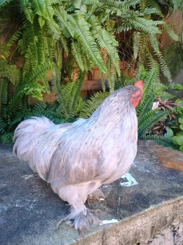 Frango Mine cochin