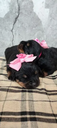 Filhote de rottweiler