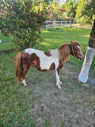 Poneis macho e fêmea