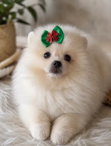 Filhote de Lulu da pomerania macho