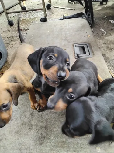 Lindos salsichas (Dashund) com 50 dias venha buscar o seu