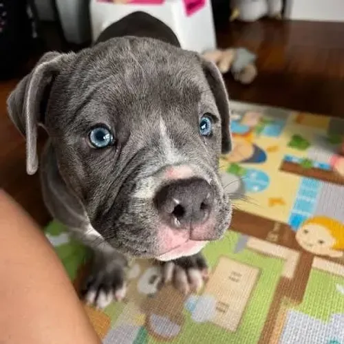 American Bully filhotes