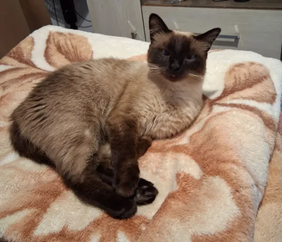 Doando gata fêmea castrada