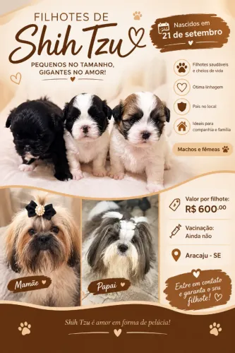 Filhotes de shihtzu