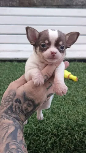 Chihuahua
