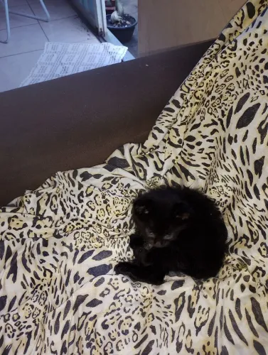 Gatinhomacho para doação