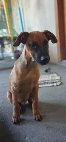 animais de estimação