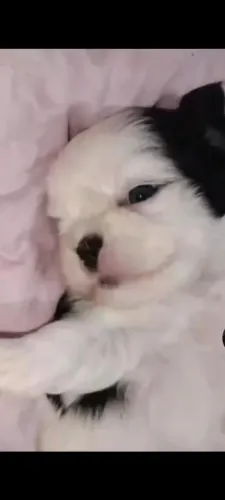 Shitzu mini