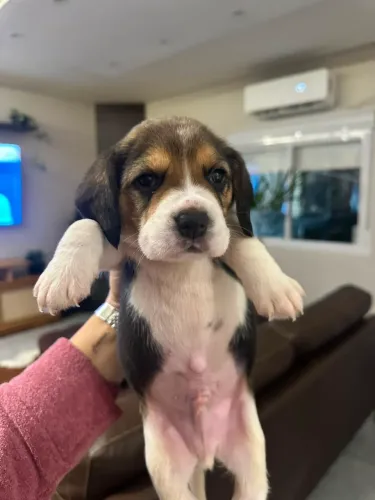 Filhotes Machos de Beagle