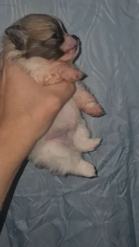 Lulu da pomerania disponível pra reserva 
