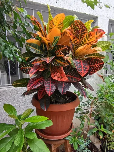 Vaso de planta  croton