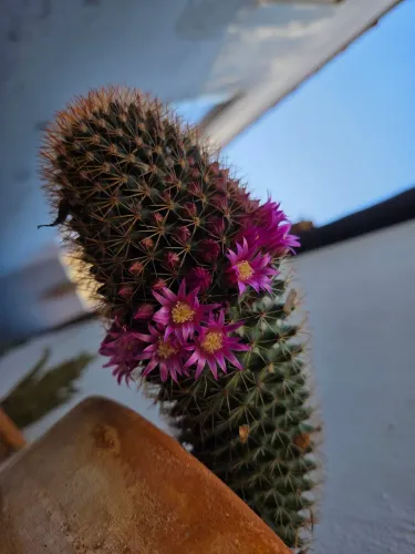 Cacto em floração.  Lindo