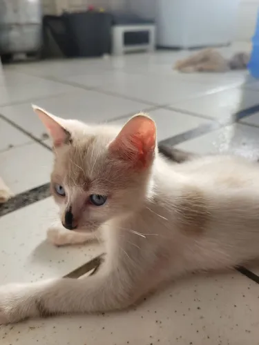 Doação Gato e Gata (entregamos na sua casa)