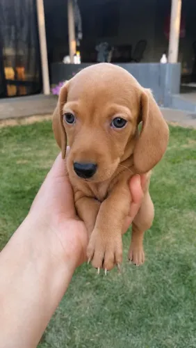 Dachshund Macho