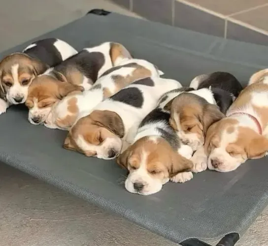 Filhotes de Beagle | Doçura que cativa.