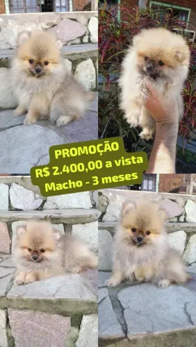 Promoção de Lulu da Pomerânia machos em Pernambuco 