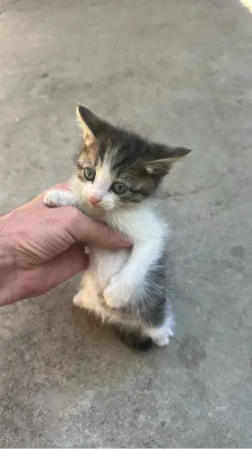 Gatinho doação