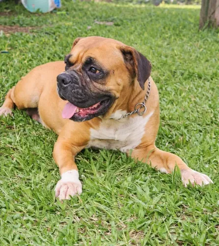 Boxer