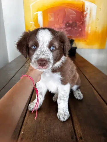 Filhotes de border collie