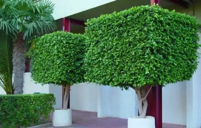 Serviço de jardinagem e paisagismo 