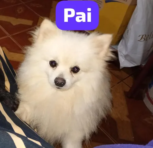 Spitz alemão 5 meses