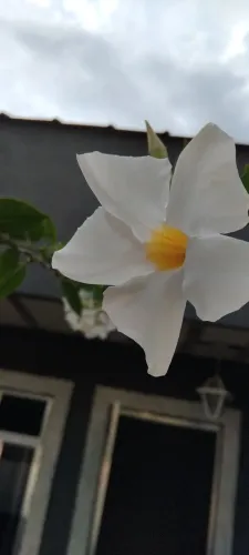 Linda trepadeira para decorar sua varanda