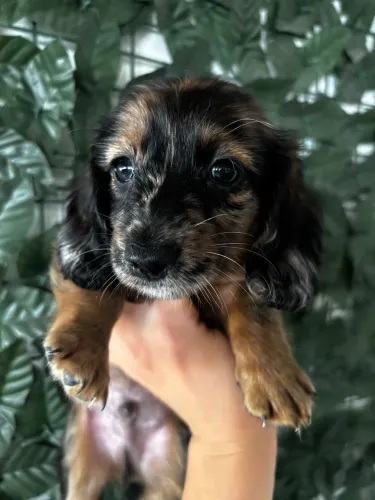 Dachshund o famoso salsichinha