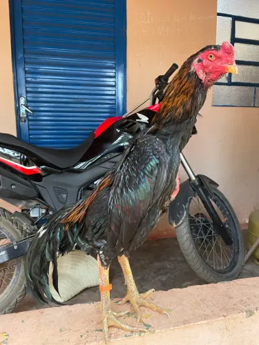 Galo indio shamo