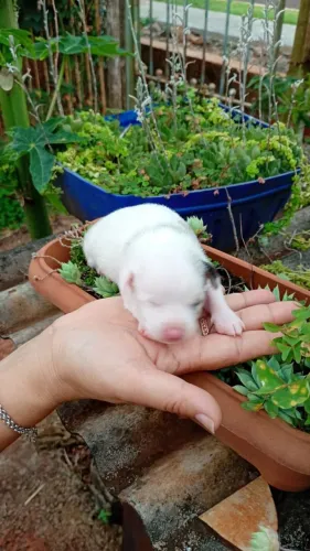 Pinschers duas fêmeas e um macho