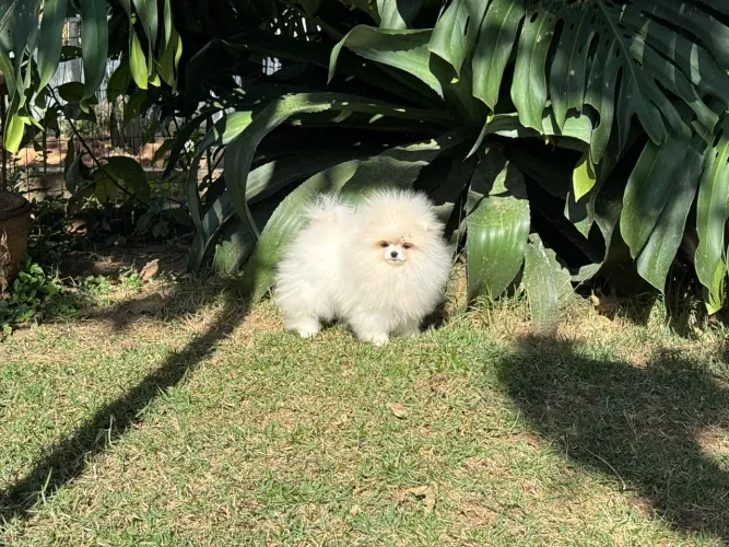 Lulu da Pomerania