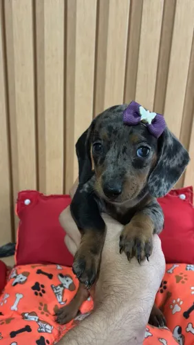 Dachshund fêmea Arlequim 