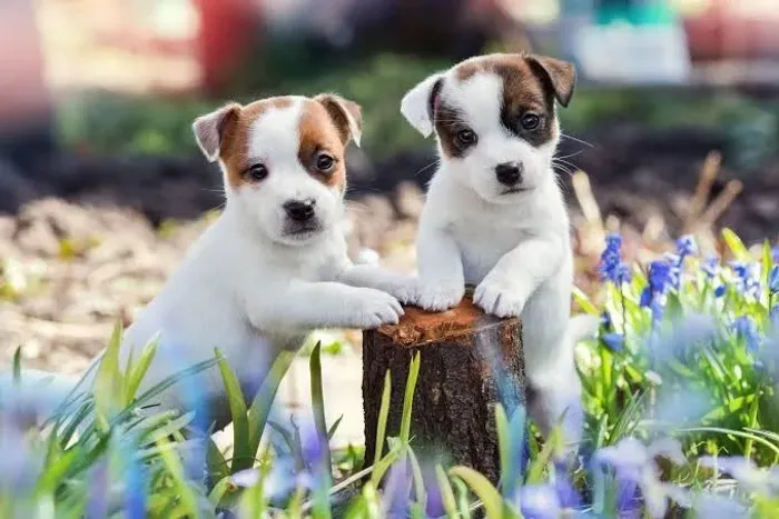 Jack Russel